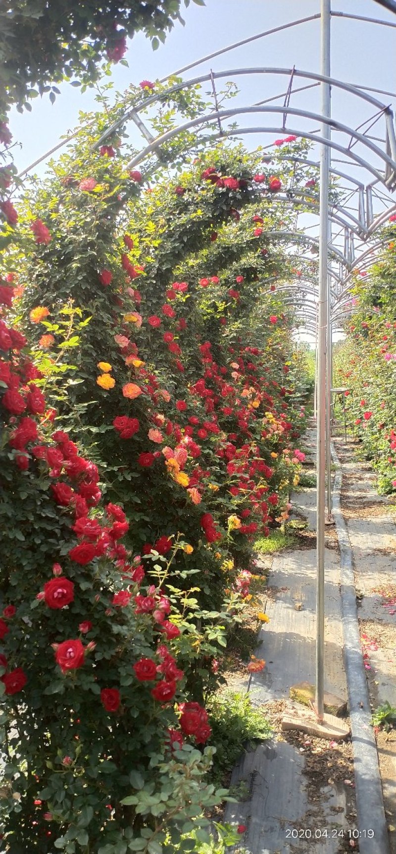 河南南阳一手货源景区庭院工程成型心花期长成活率高