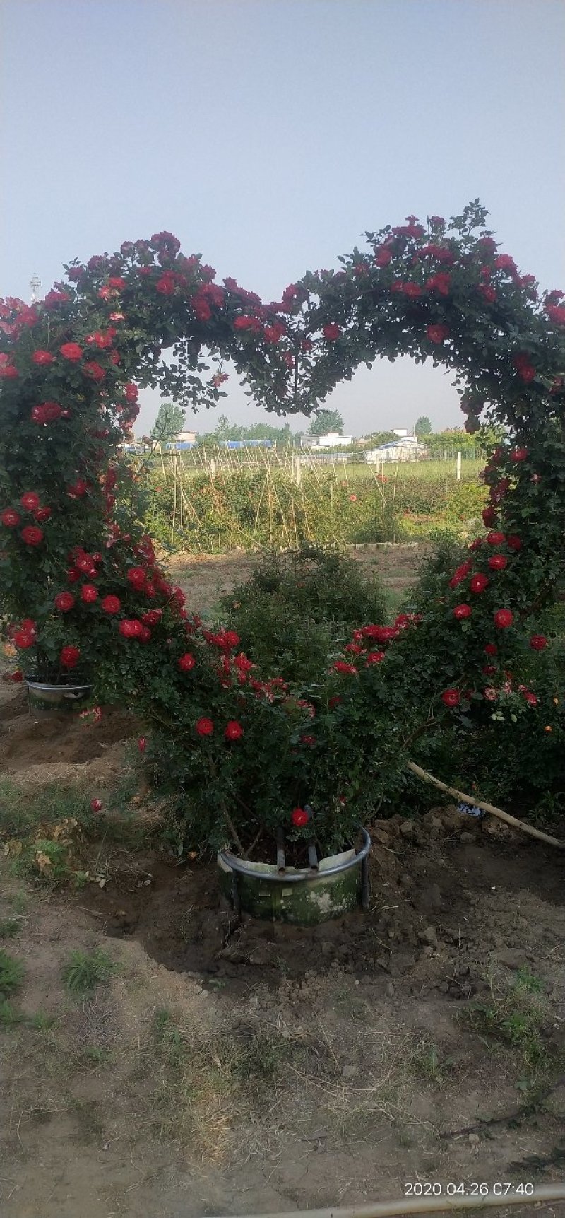 河南南阳一手货源景区庭院工程成型心花期长成活率高
