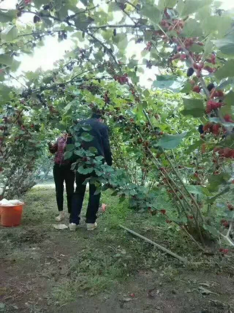 新鲜桑葚水果现摘微商供应一件代发顺丰包邮