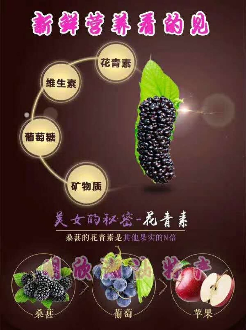 新鲜桑葚水果现摘微商供应一件代发顺丰包邮