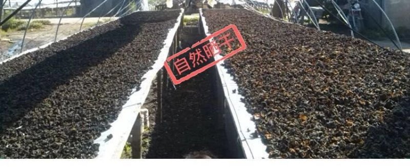 《包邮》东北小木耳，精品，质量保证，欢迎下单，