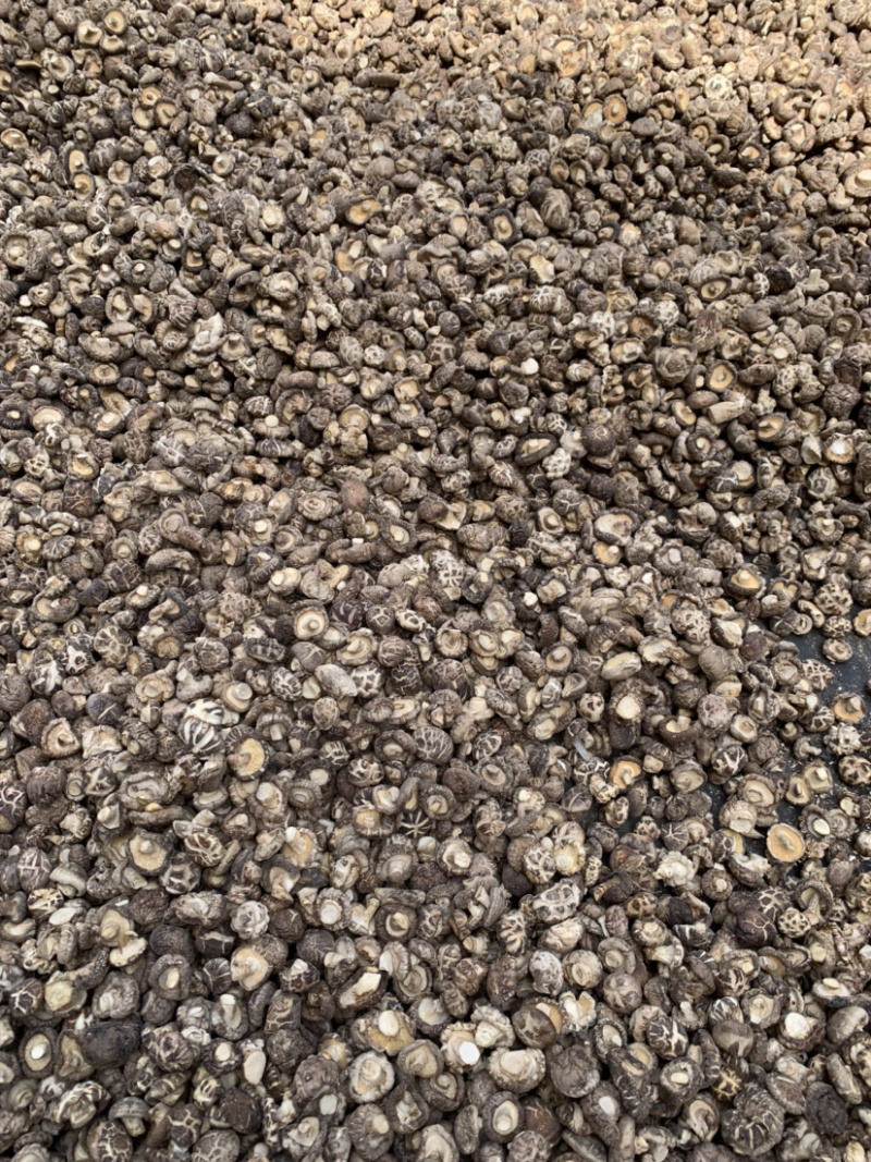 包邮2026新货1.5-2.0-2.5小茶花菇香菇花菇