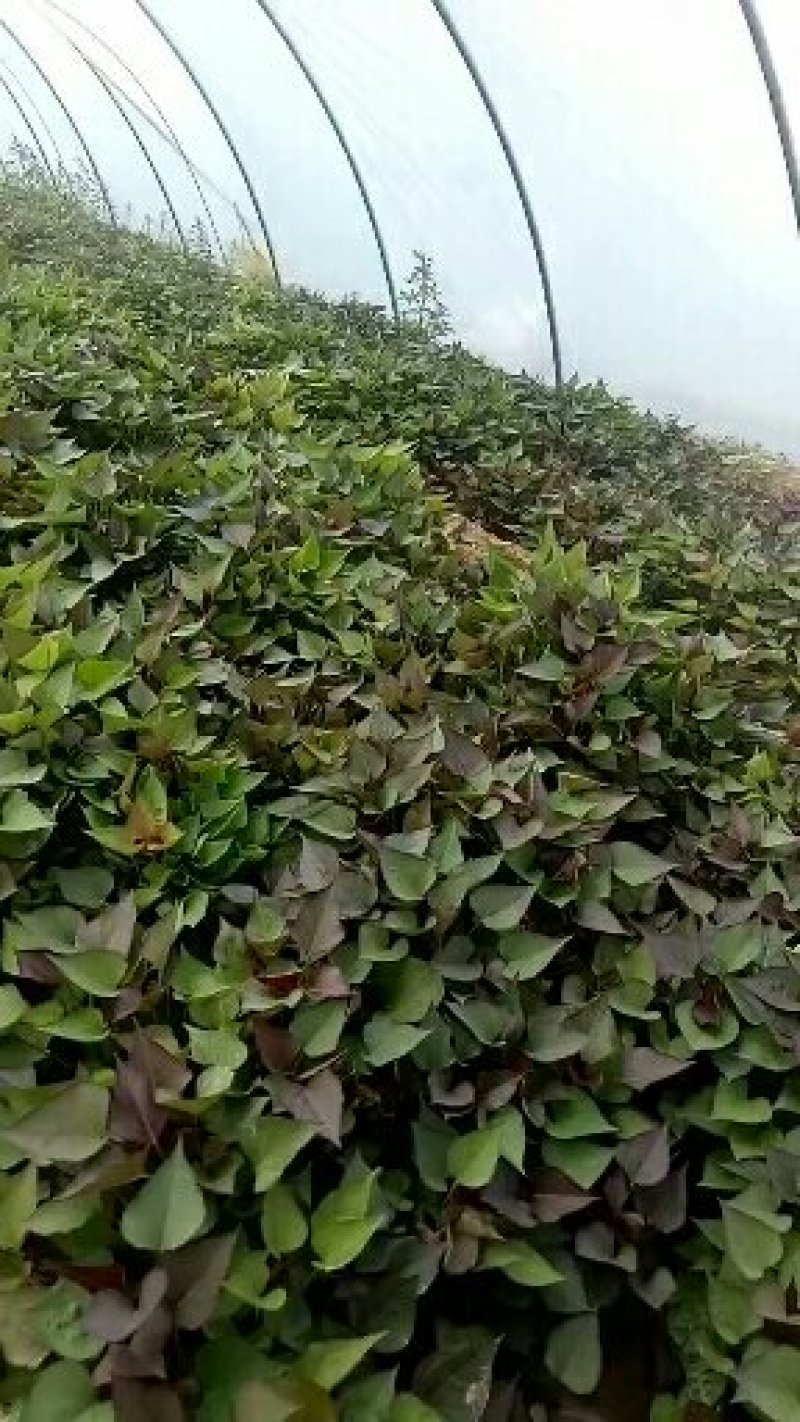 千亩红薯育苗基地，西瓜红红薯苗