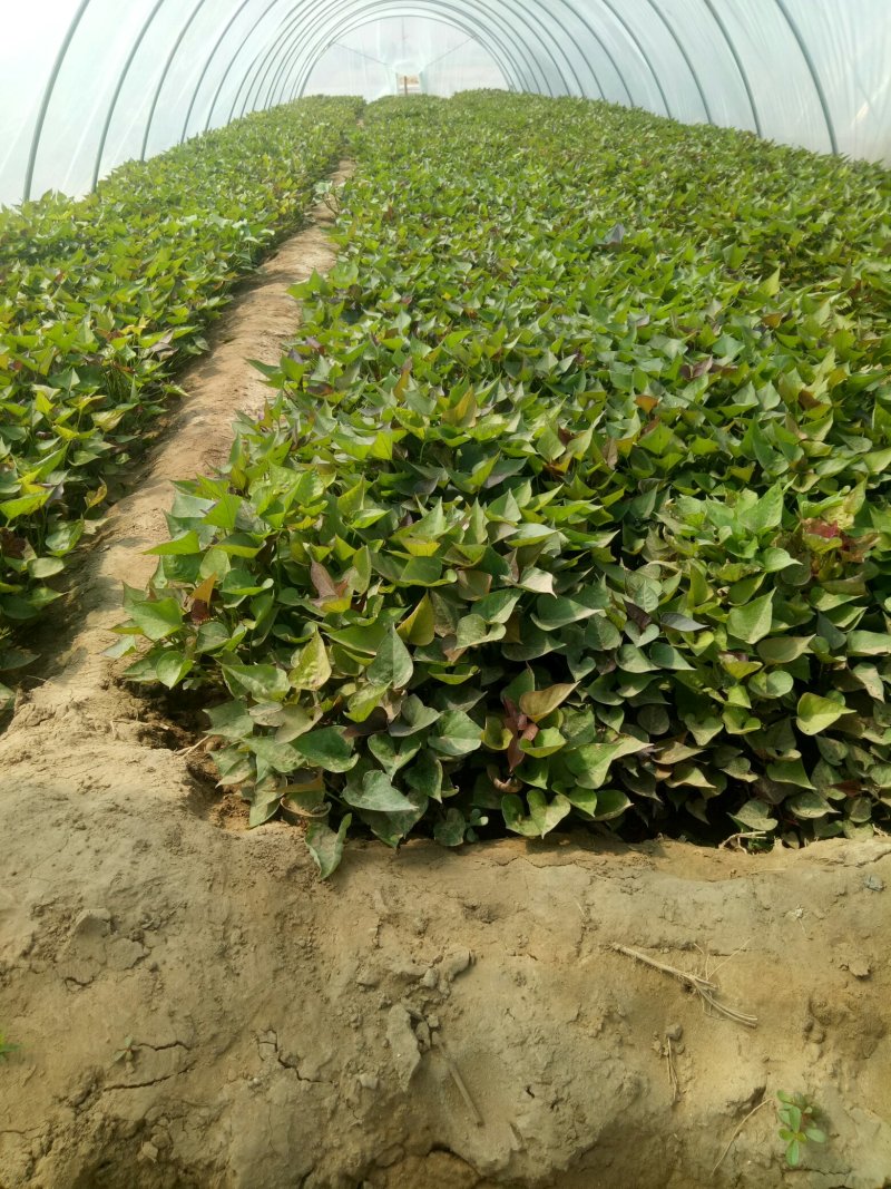 千亩红薯育苗基地，西瓜红红薯苗
