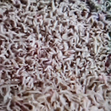 黄粉虫