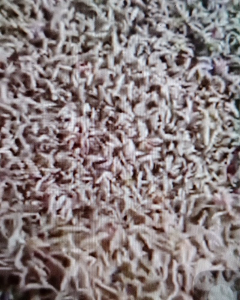 黄粉虫