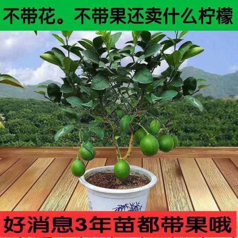 柠檬树盆栽包邮柠檬树苗盆栽带果柠檬苗柠檬苗四季