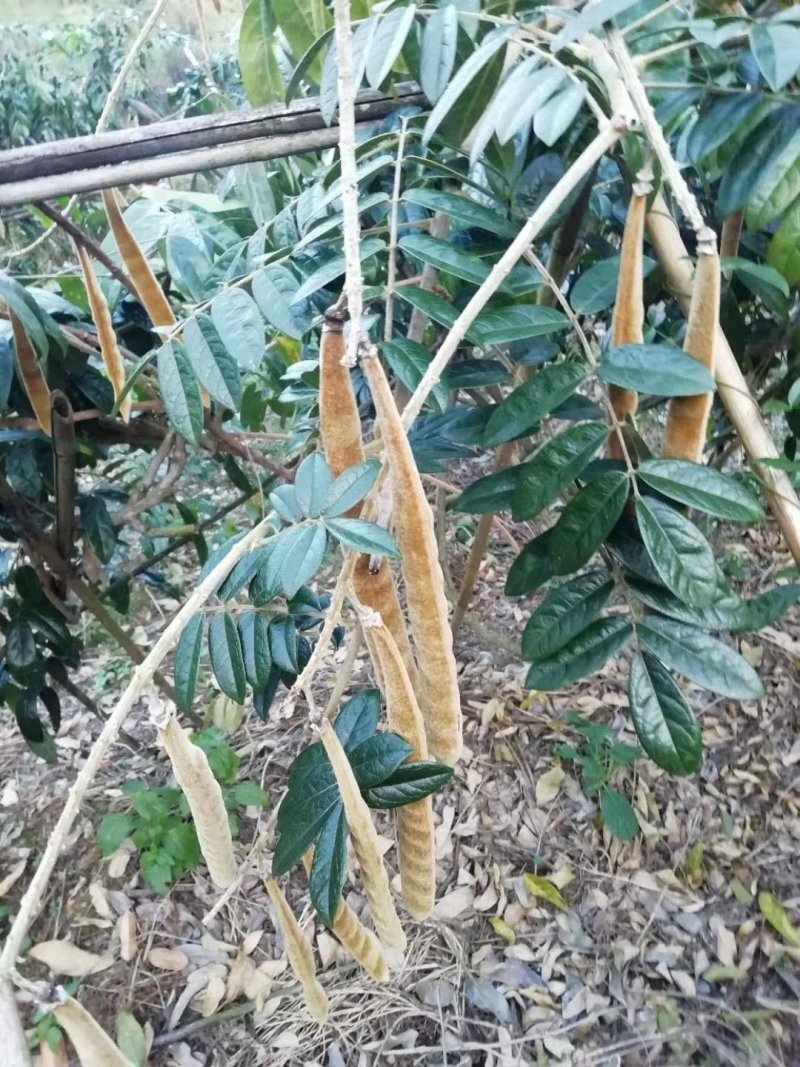 黄毛大叶牛大力改良种苗