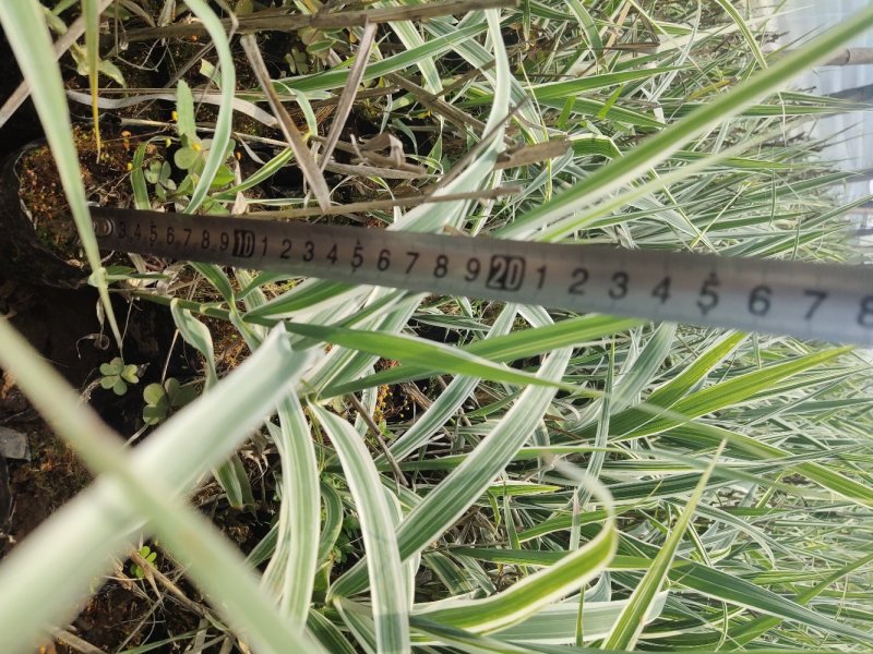 花叶芦竹大量供应，基地直发，保证质量，一手货源