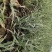 花叶芦竹大量供应，基地直发，保证质量，一手货源