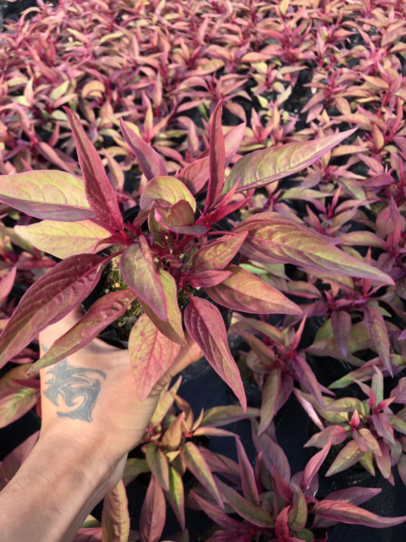 泥碳土时花袋苗