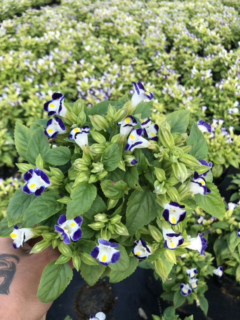 泥碳土时花袋苗
