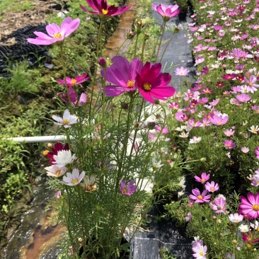 泥碳土时花袋苗