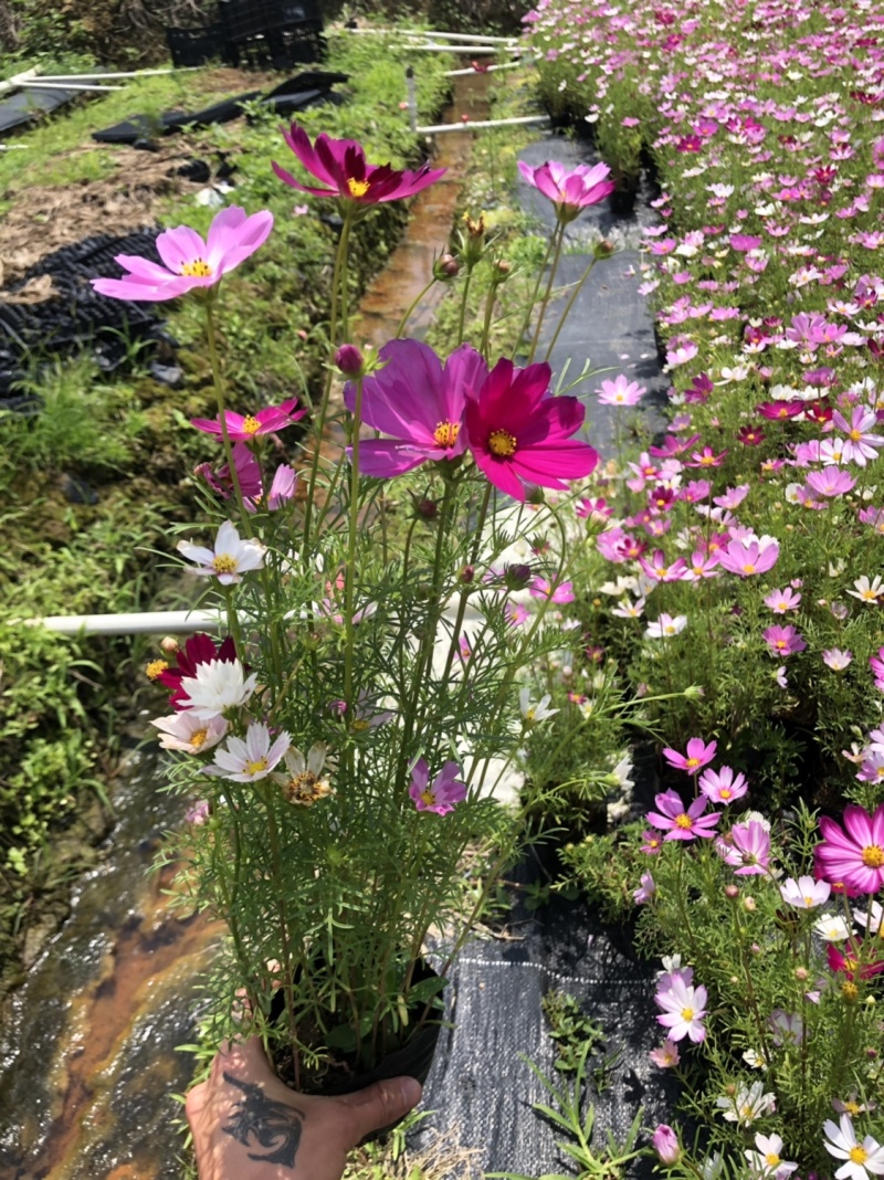 泥碳土时花袋苗
