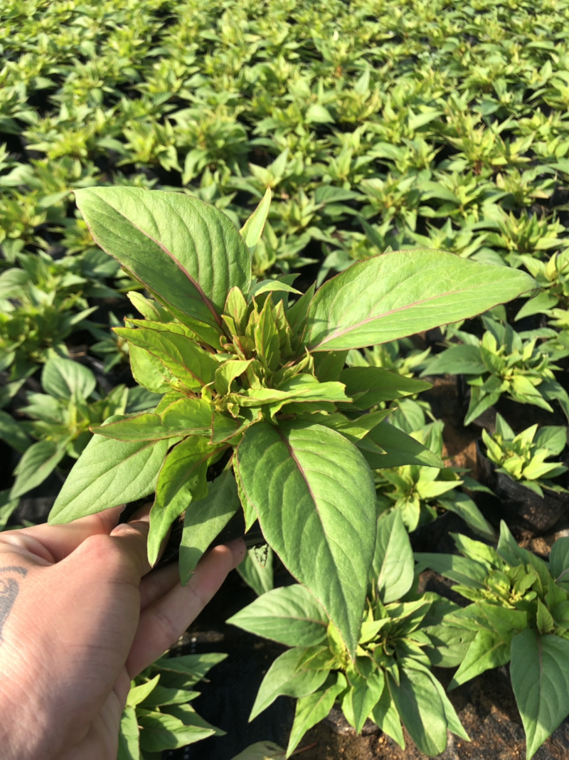 泥碳土时花袋苗