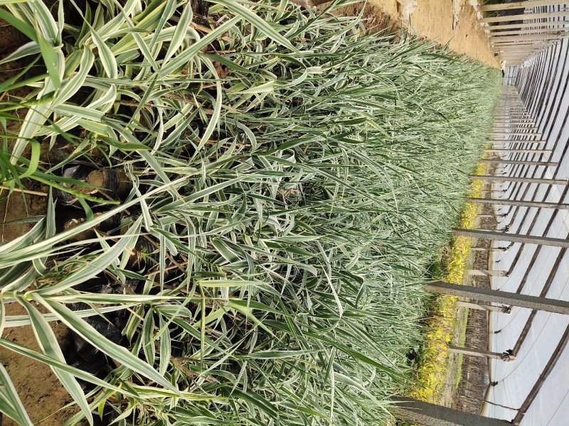 花叶芦竹大量供应，基地直发，保证质量，一手货源