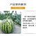 西瓜叶面肥生根壮苗提糖增甜保花保果防裂膨大