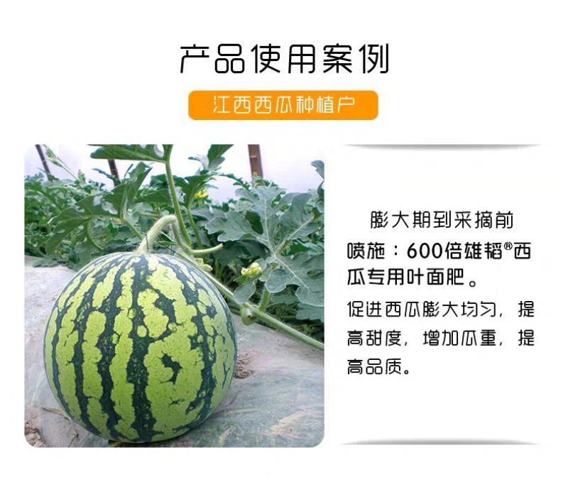 西瓜叶面肥生根壮苗提糖增甜保花保果防裂膨大