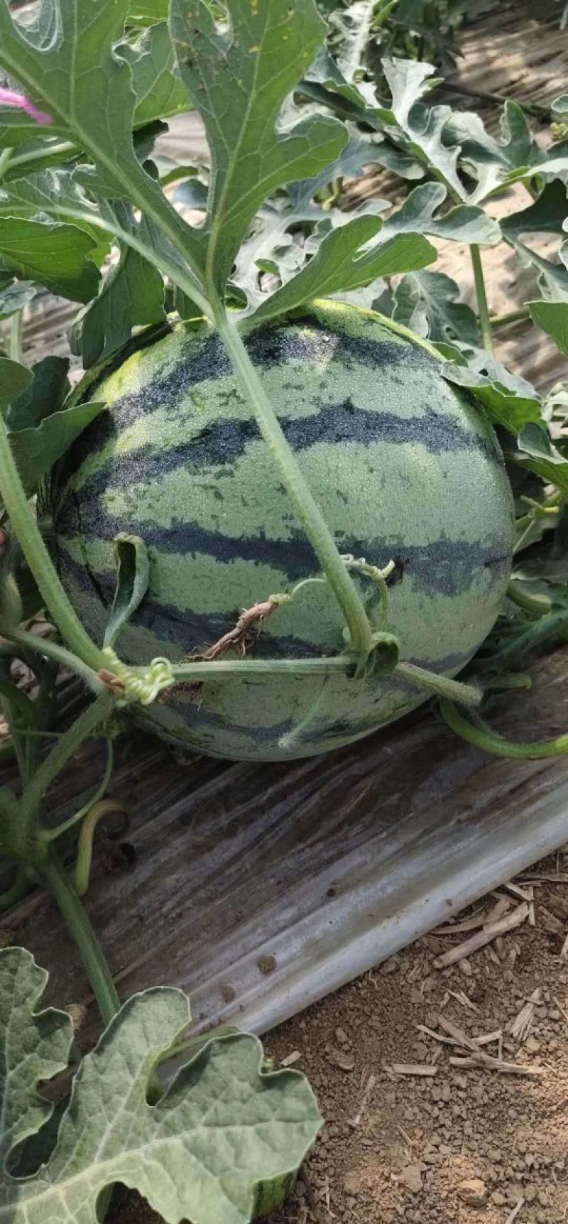 大量供应大朋8424西瓜，有要的联系，量大从优