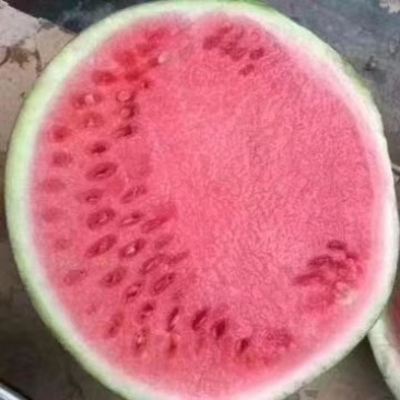 大量供应大朋8424头荏西瓜，个头均匀，口感爽甜