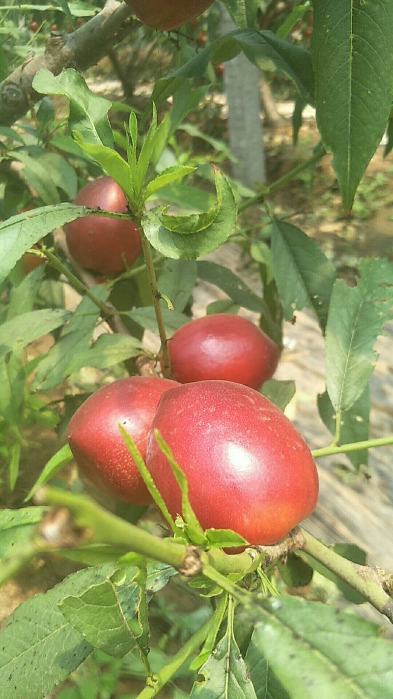 油桃