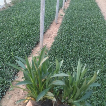 荷兰菊