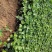 长春藤
