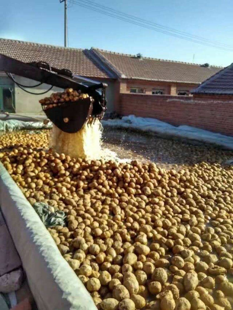 高盐芥菜，清脆疙瘩，腌制津红软皮，金塔辣椒