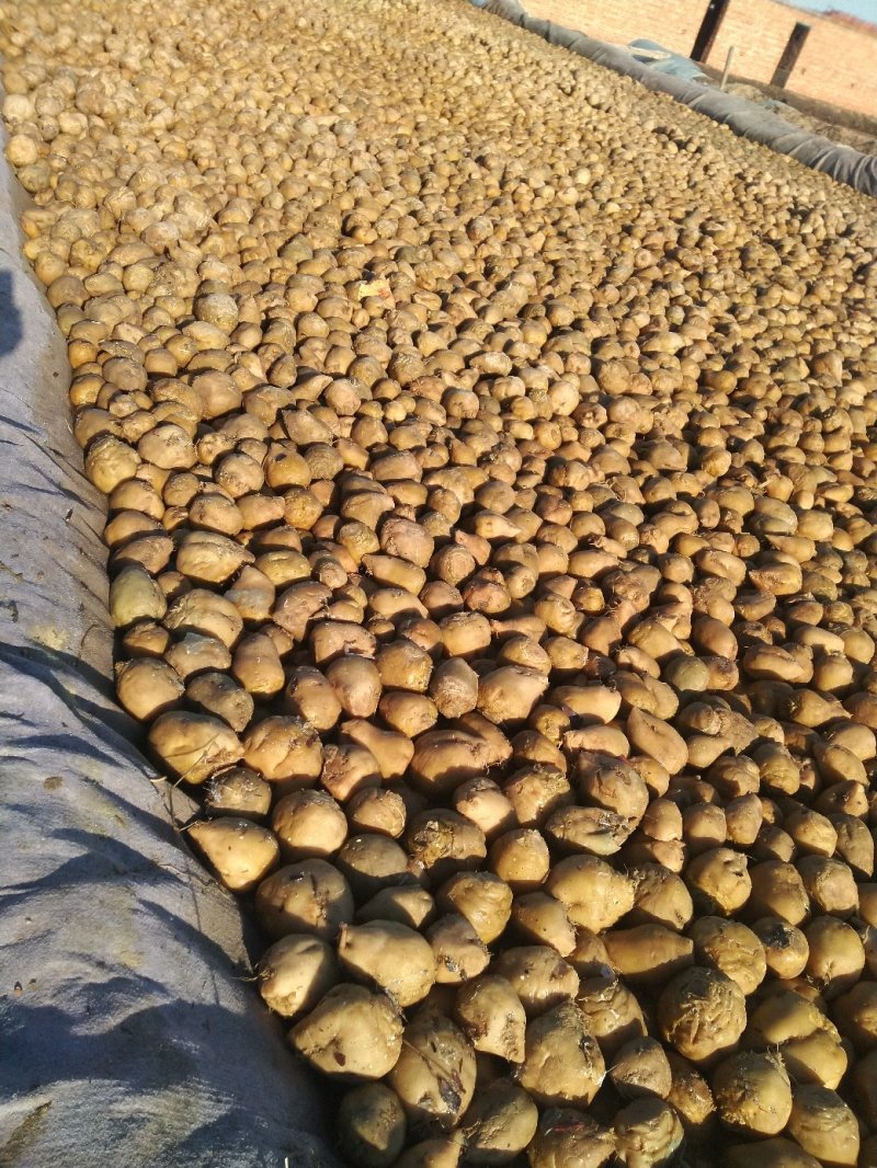 高盐芥菜，清脆疙瘩，腌制津红软皮，金塔辣椒