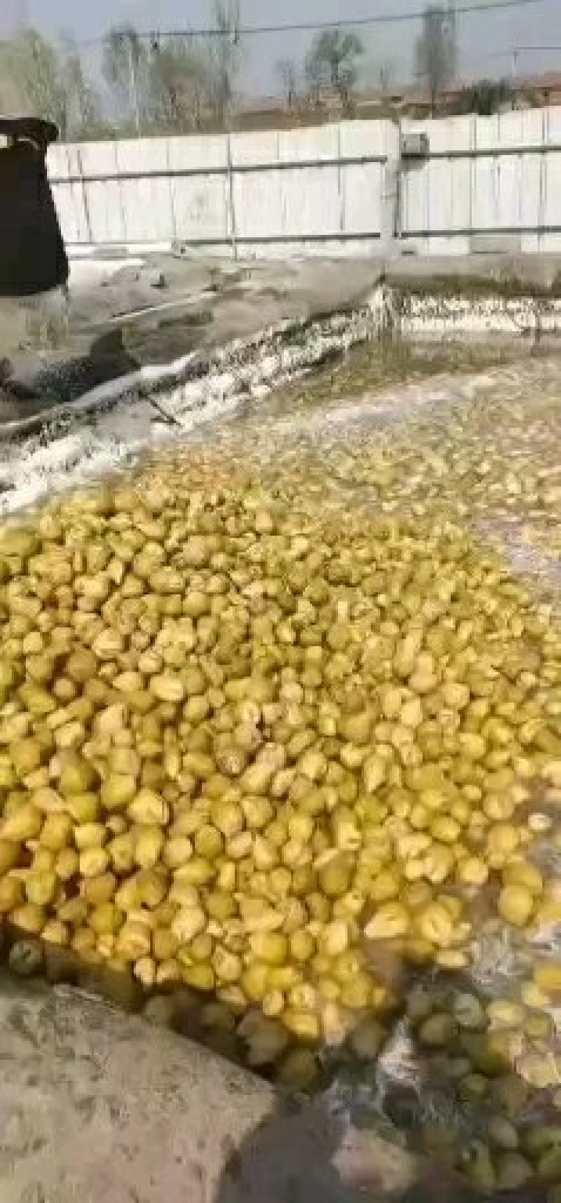 高盐芥菜，清脆疙瘩，腌制津红软皮，金塔辣椒