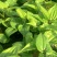 百部苗，包邮，包技术，包回收！