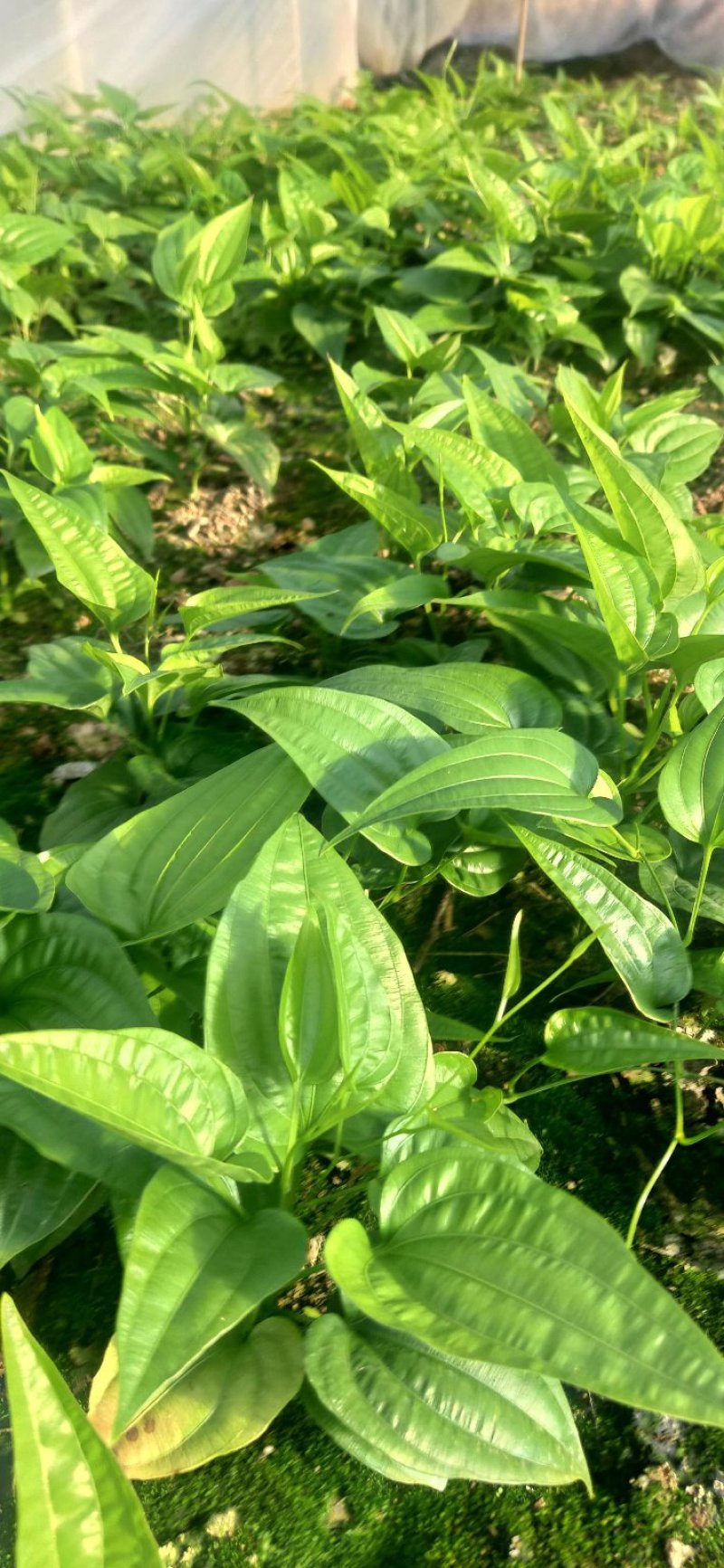 百部苗，包邮，包技术，包回收！