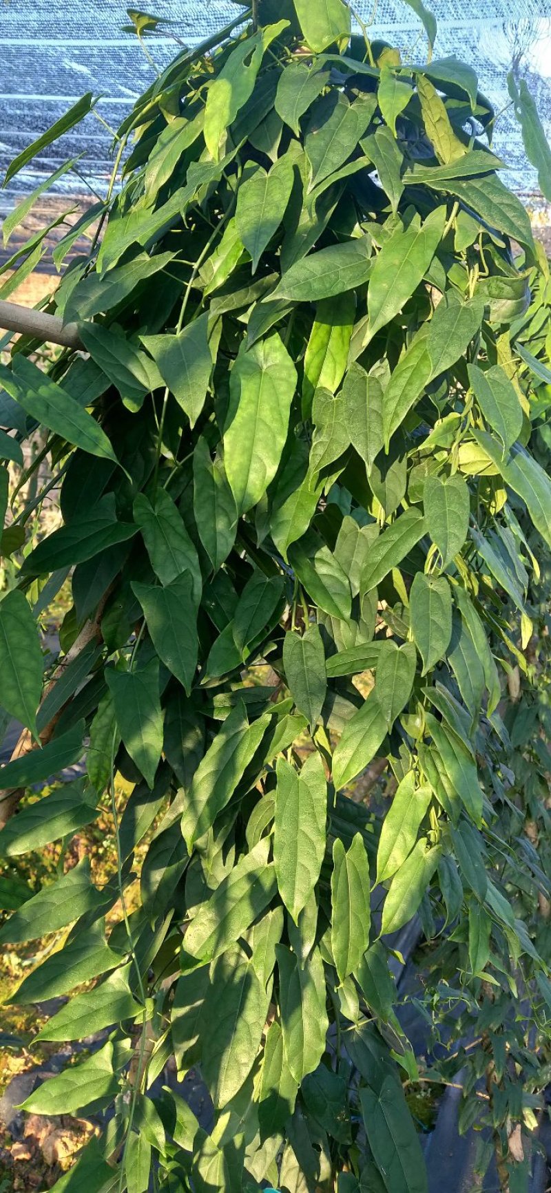 百部苗，包邮，包技术，包回收！