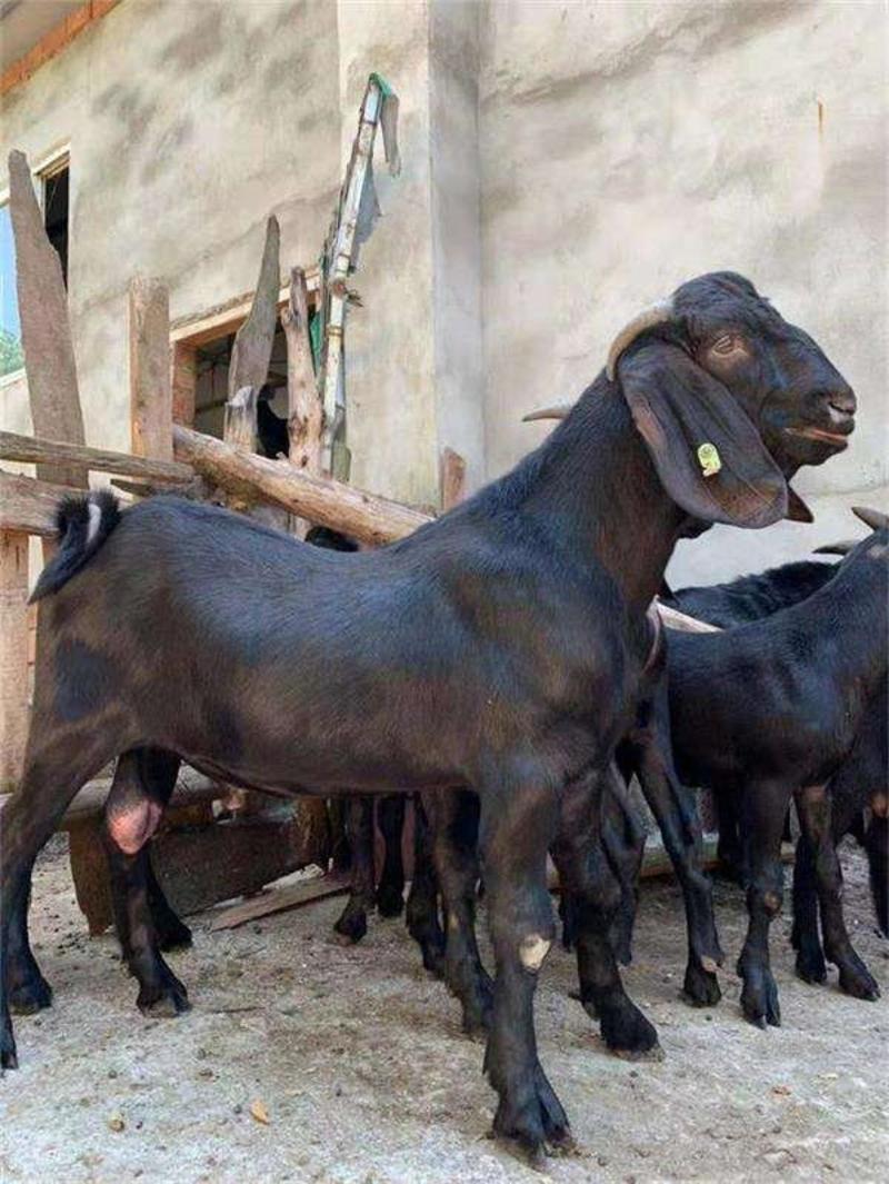黑山羊种羊屠宰羊育肥羊繁殖羊大量出售送往全国