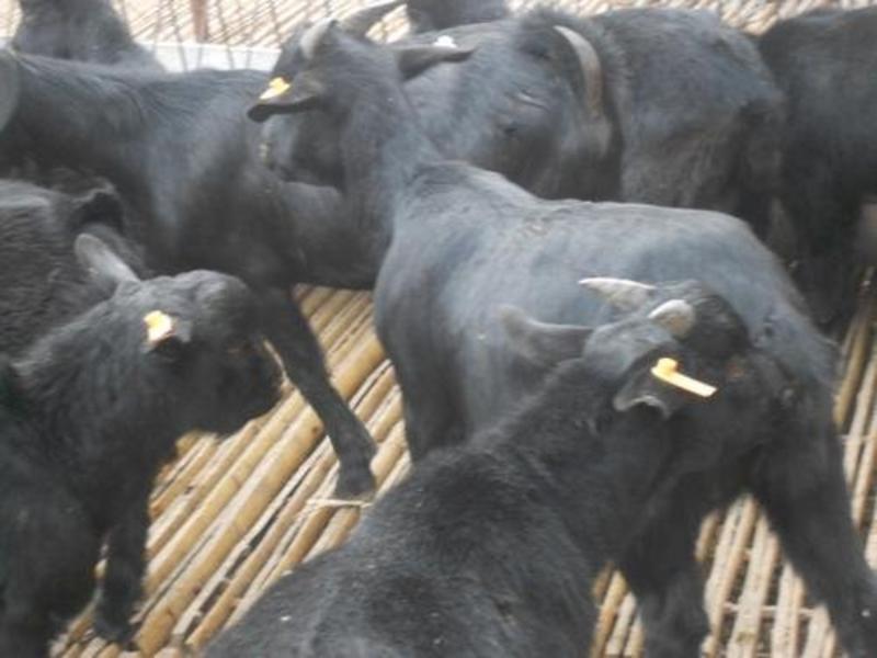 黑山羊种羊屠宰羊育肥羊繁殖羊大量出售送往全国
