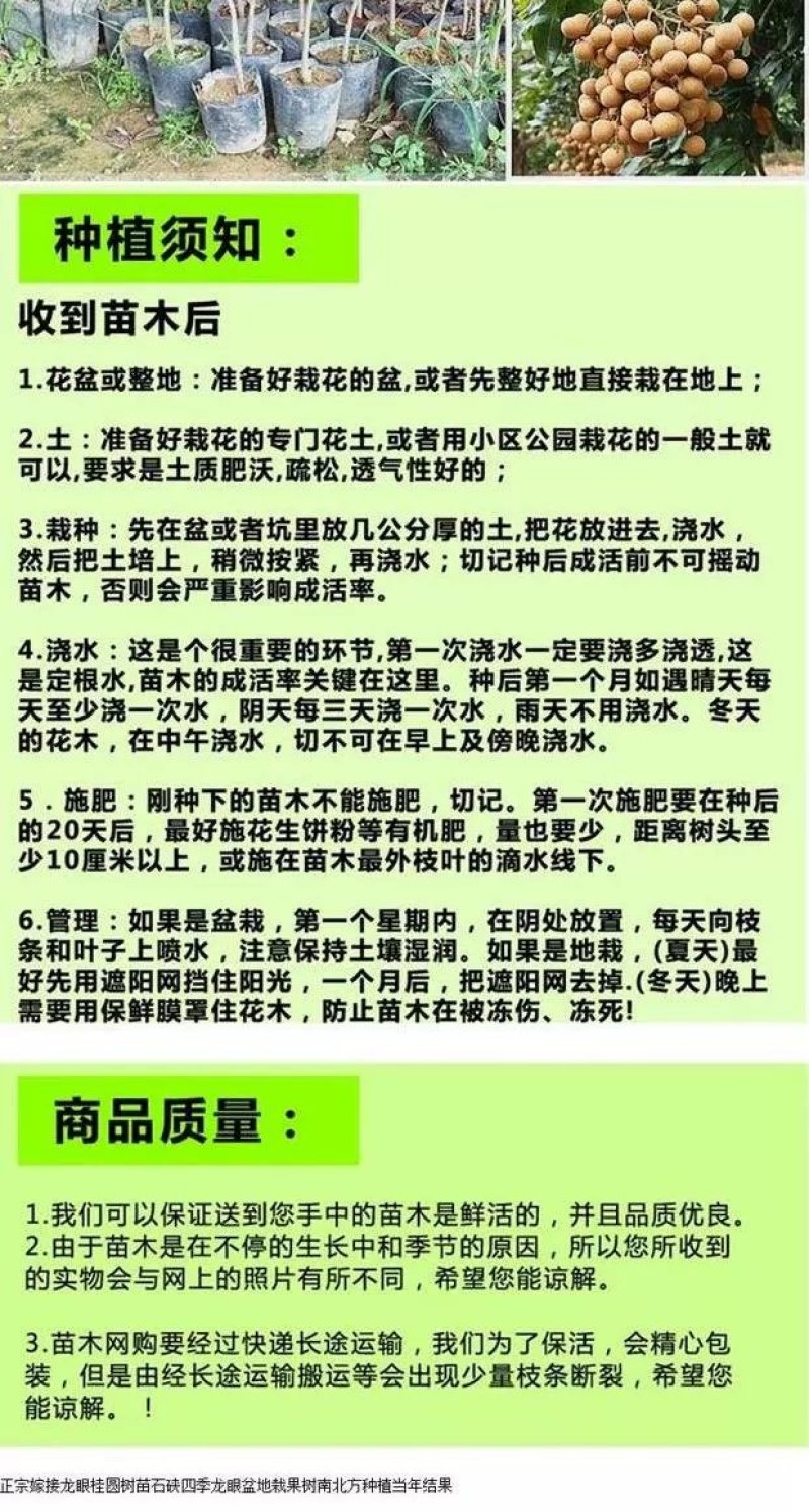 正宗嫁接龙眼桂圆树苗石硖四季龙眼盆地栽果树南北方种植当年