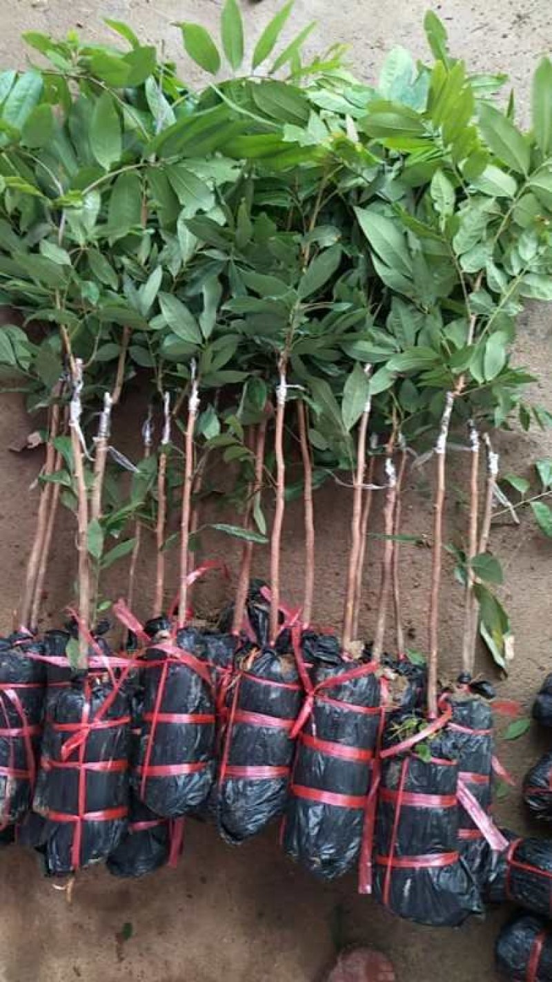 正宗嫁接龙眼桂圆树苗石硖四季龙眼盆地栽果树南北方种植当年