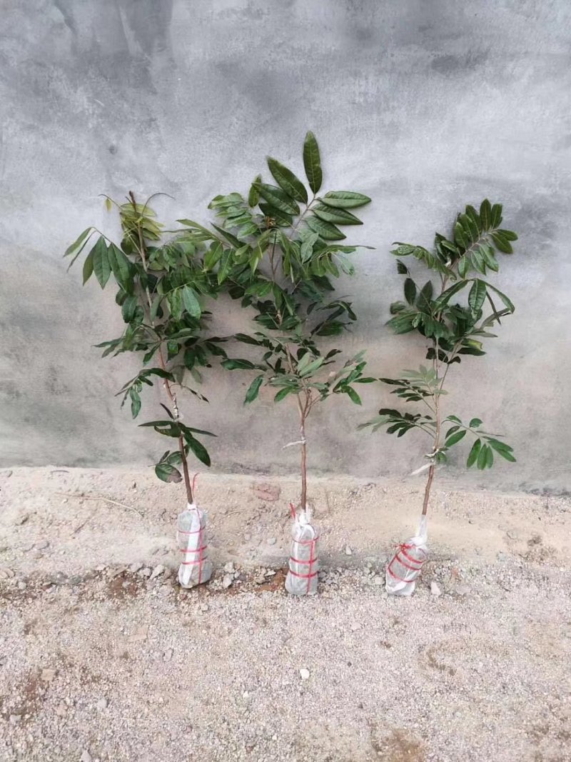 正宗嫁接龙眼桂圆树苗石硖四季龙眼盆地栽果树南北方种植当年