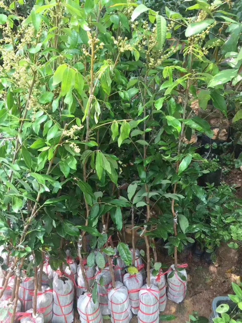 正宗嫁接龙眼桂圆树苗石硖四季龙眼盆地栽果树南北方种植当年