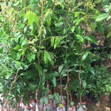 正宗嫁接龙眼桂圆树苗石硖四季龙眼盆地栽果树南北方种植当年