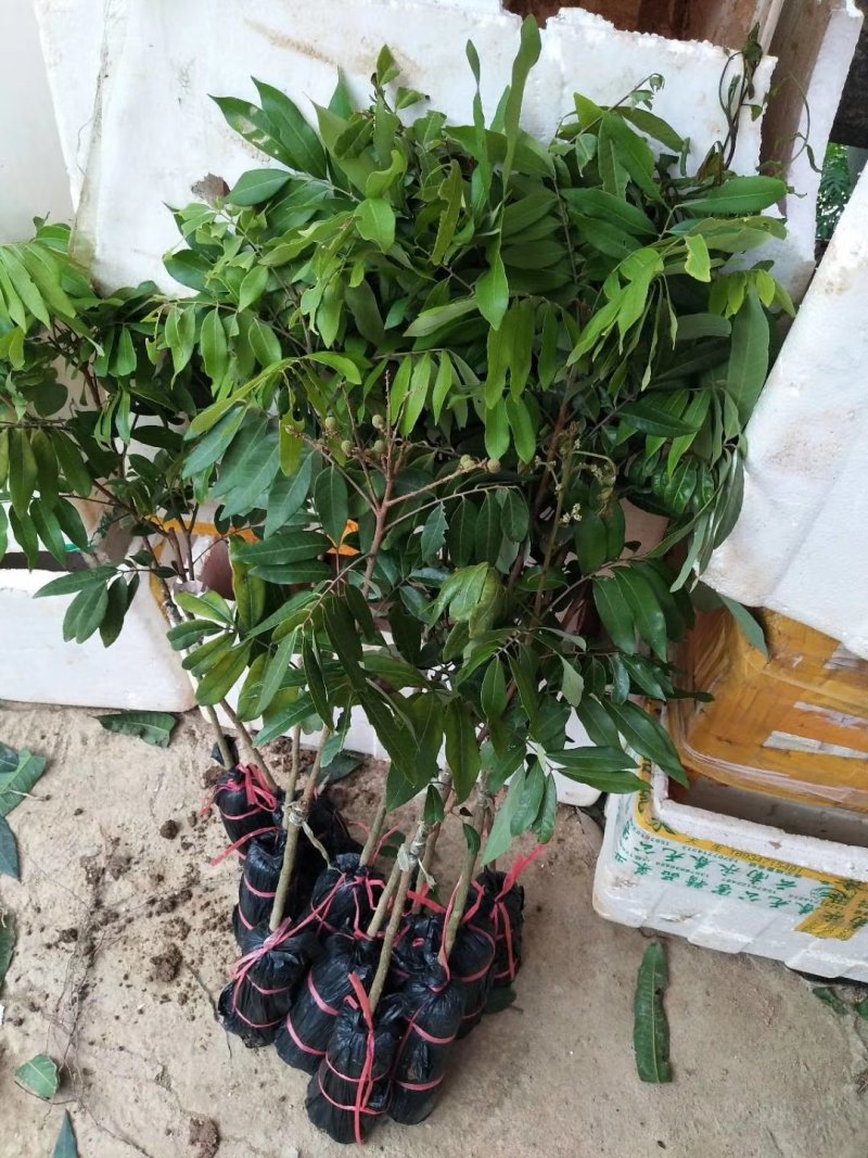 正宗嫁接龙眼桂圆树苗石硖四季龙眼盆地栽果树南北方种植当年