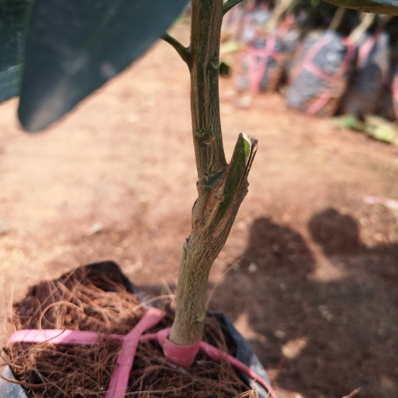 泰国红宝石柚子树苗泰国青皮柚三红蜜柚黄肉蜜柚嫁接新品种