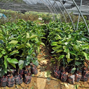 泰国红宝石柚子树苗泰国青皮柚三红蜜柚黄肉蜜柚嫁接新品种