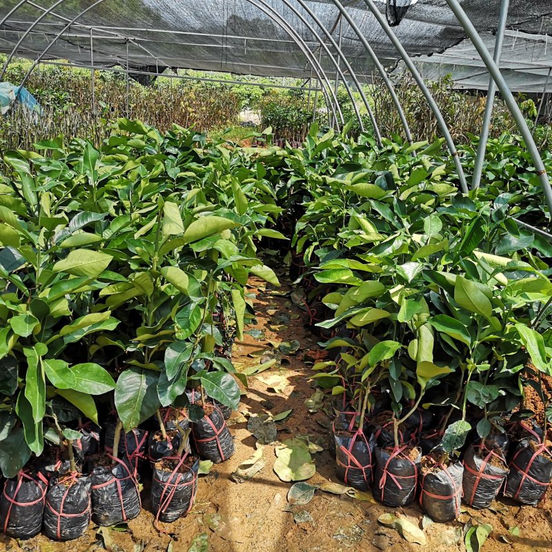 泰国红宝石柚子树苗泰国青皮柚三红蜜柚黄肉蜜柚嫁接新品种