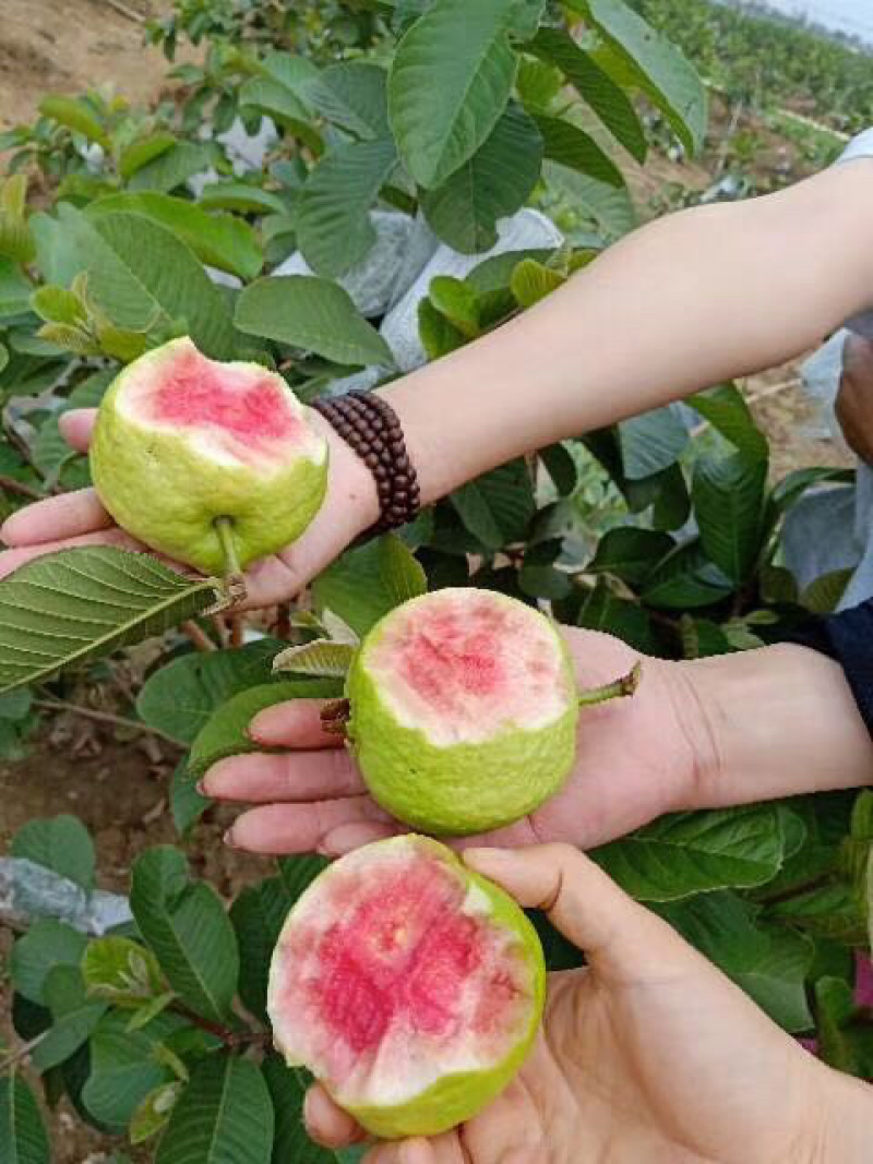 红宝石番石榴苗正品嫁接苗当年种植当年结果