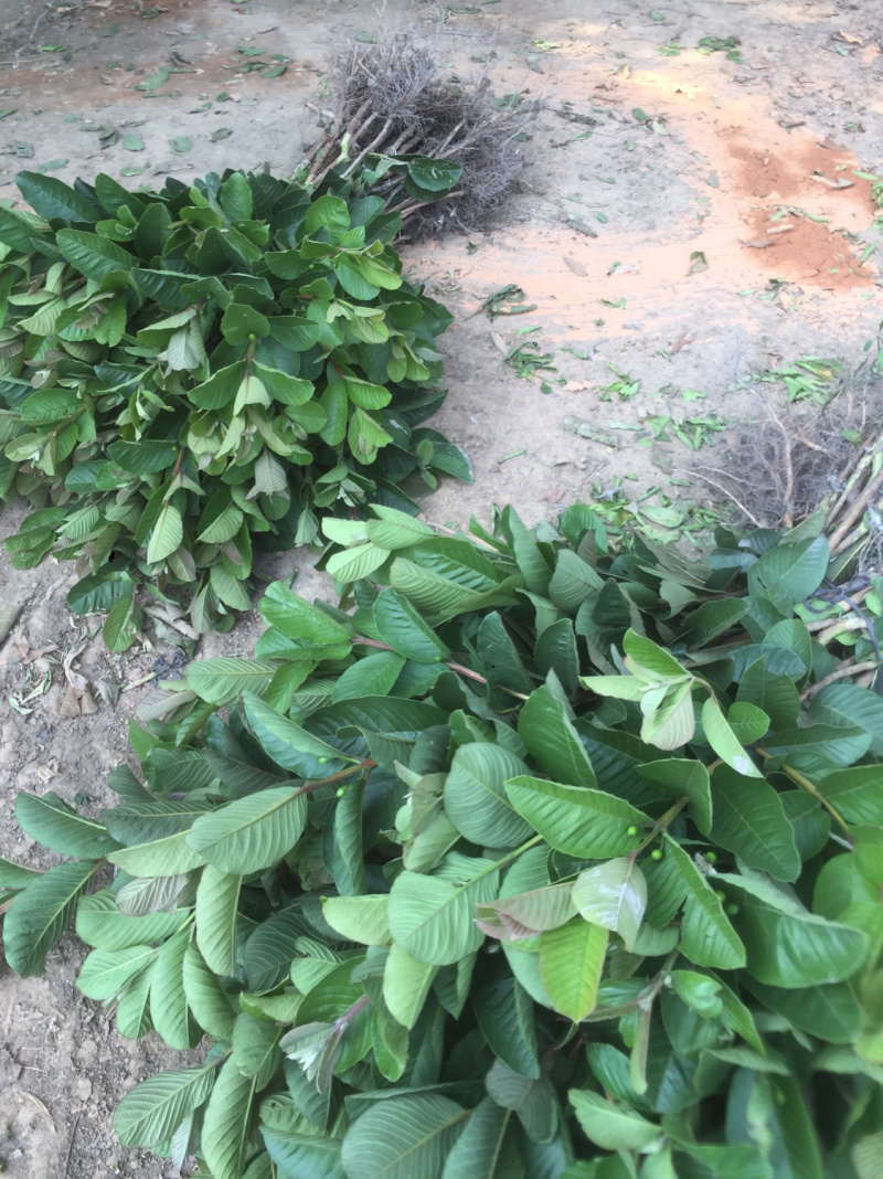 红宝石番石榴苗正品嫁接苗当年种植当年结果
