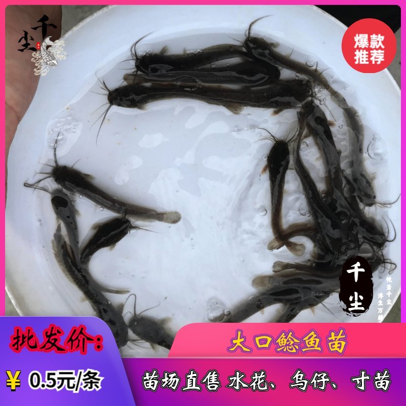 南方大口鲶鲶鱼苗杂交鲶鱼苗存活率90%