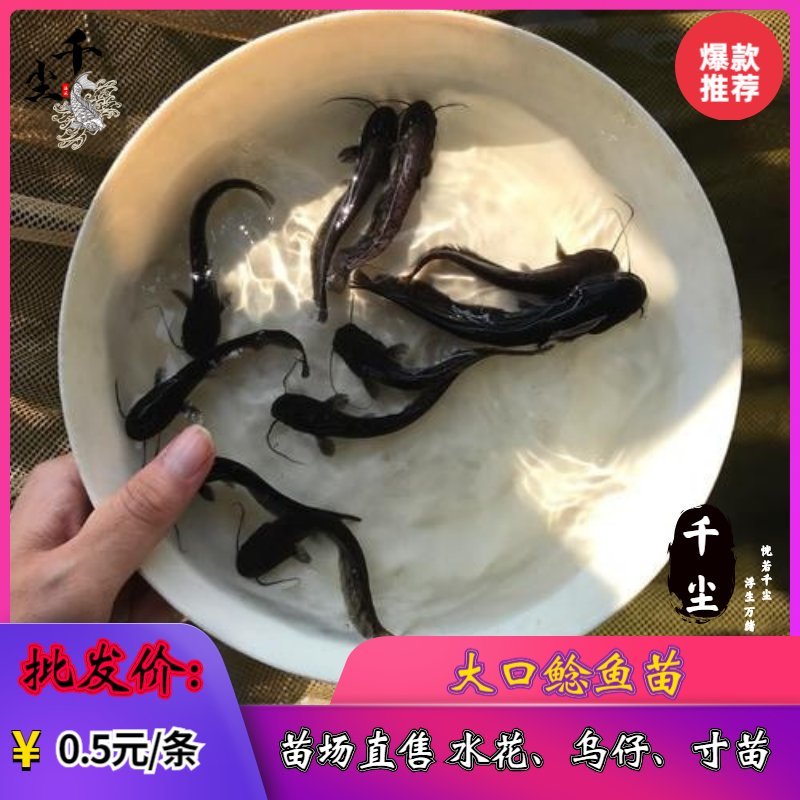 南方大口鲶鲶鱼苗杂交鲶鱼苗存活率90%
