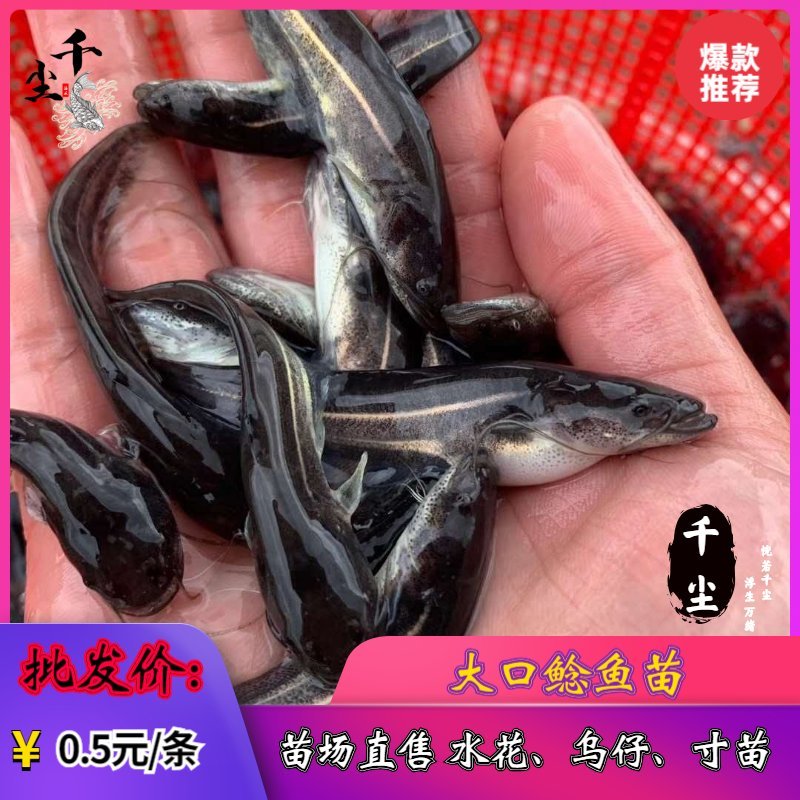 南方大口鲶鲶鱼苗杂交鲶鱼苗存活率90%