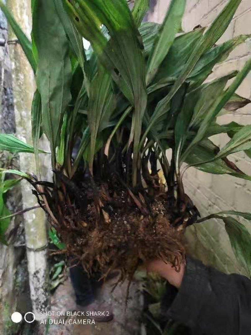 毛慈姑(纯野生货)一手货源